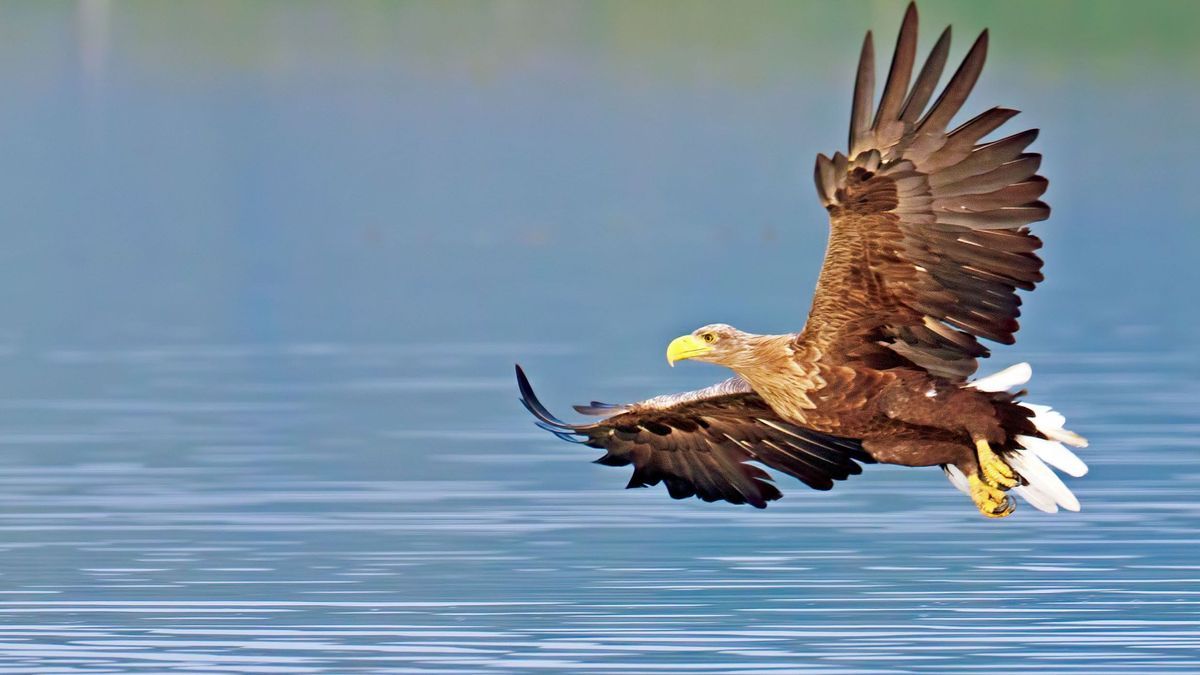 Seeadler