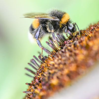 Niedersachsen droht großes Insektensterben