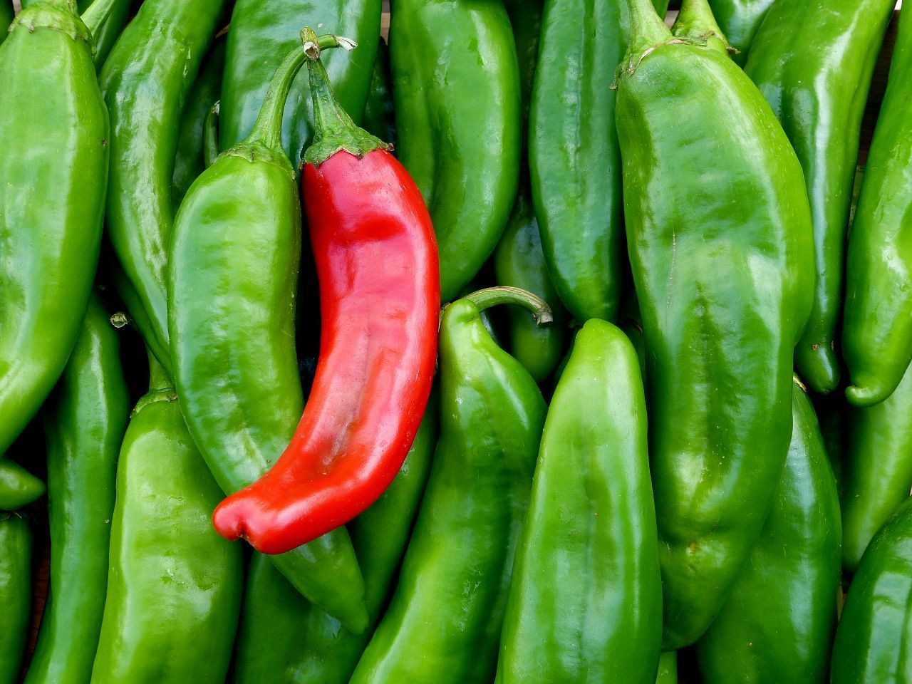 Rote Chilis sind tatsächlich schärfer als grüne, die noch unreif sind. Willst du besonders viel Feuer im Mund, isst du getrocknete Schoten: Sie enthalten mehr Schärfe als frische. Das liegt daran, dass sie kein Wasser mehr enthalten.