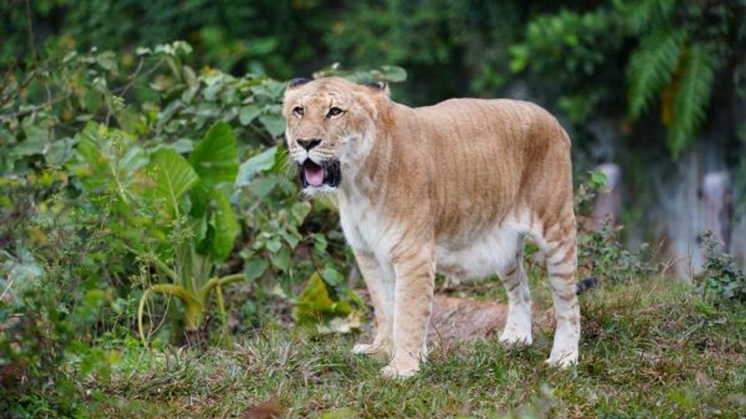 Das Aussehen kann sich von Liger zu Liger stark unterscheiden. Die Statur erinnert aber stets eher an Löwen.