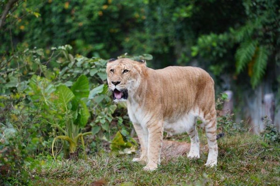 Das Aussehen kann sich von Liger zu Liger stark unterscheiden. Die Statur erinnert aber stets eher an Löwen.