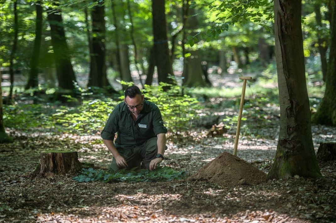 Ein Förster bereitet im Bestattungswald die Fläche für die Urnenbestattung vor.