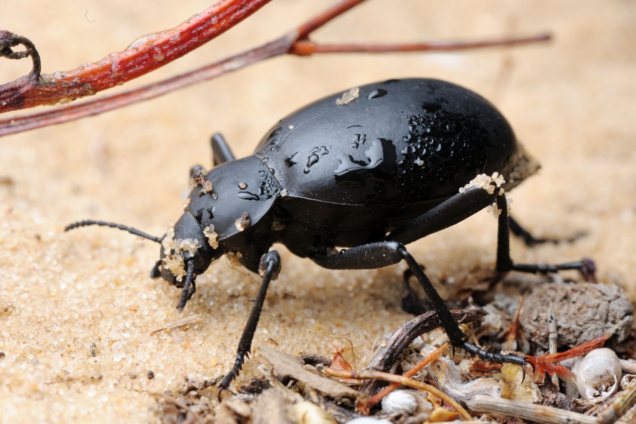 Im trockensten Teil der Namib-Wüste im südwestlichen Afrika regnet es oft jahrzehntelang nicht. Dafür gibt es an etwa 200 Tagen im Jahr Nebel in der Küstenregion. Den macht sich der Schwarzkäfer zunutze. Als "Nebeltrinker" streckt er sein Hinterteil in die Höhe und fängt damit Tropfen aus der Luft auf, die dann nach unten zum Maul fließen.