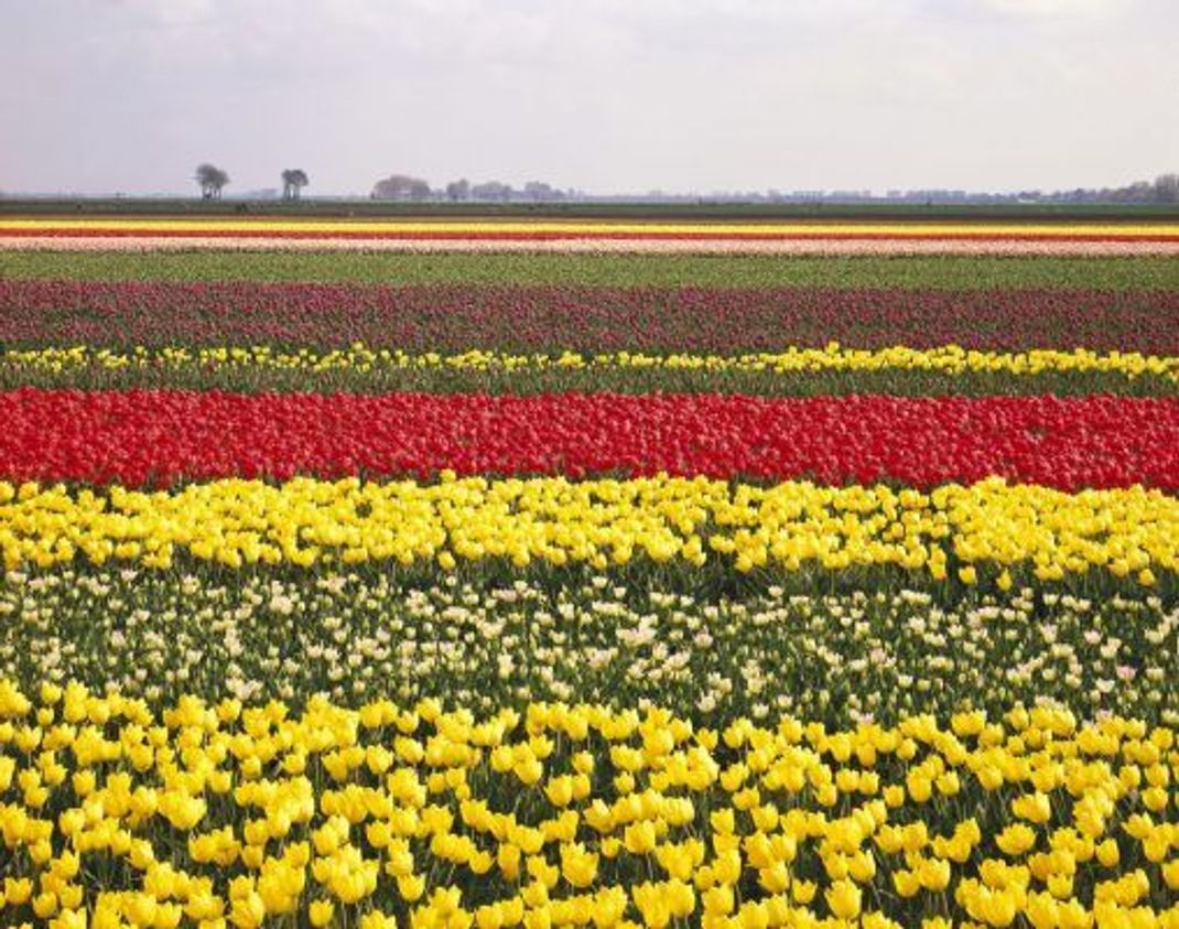 Heute wachsen sie zu Abertausenden auf Feldern, in den 1630er Jahren war eine Tulpenzwiebel so viel wert wie ein Prachthaus in Amsterdam.