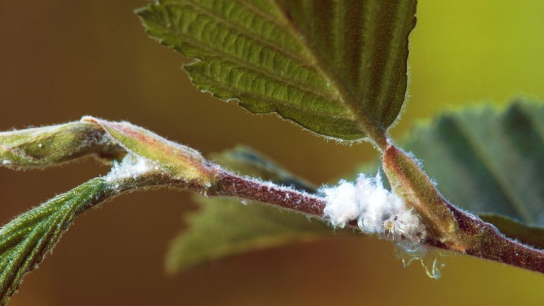 Wie feine Zuckerwatte: Dieser Befall an einer Grau-Erle zeigt, dass die Gespinste gerne an Blattgabelungen und am Ansatz der Triebe auftreten.