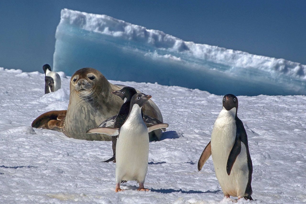 Adelie-Pinguine mit einer Robbe in der Antarktis. Population: 15 Millionen.