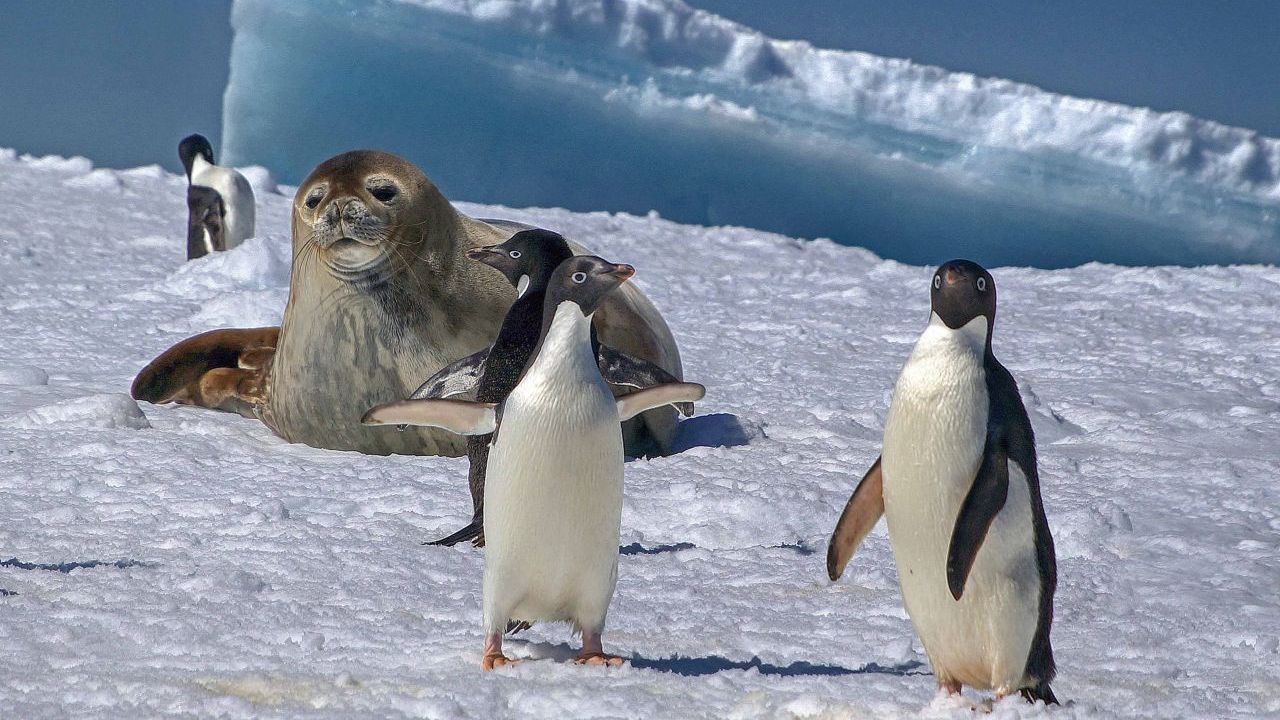 Adelie-Pinguine mit einer Robbe in der Antarktis. Population: 14 bis 16 Millionen.