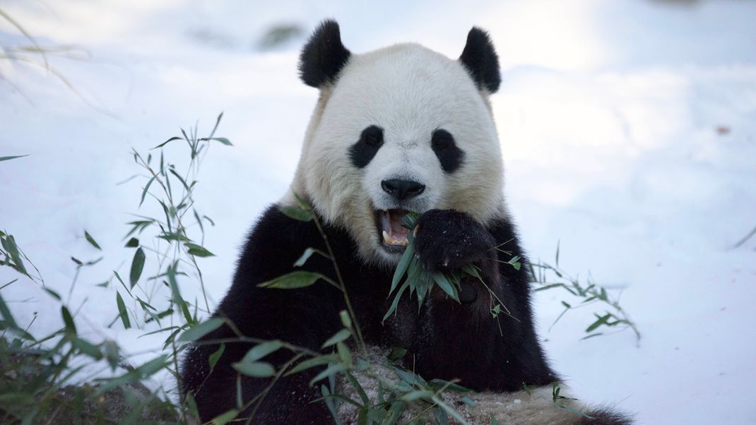 Riesenpandamännchen Bao Li.