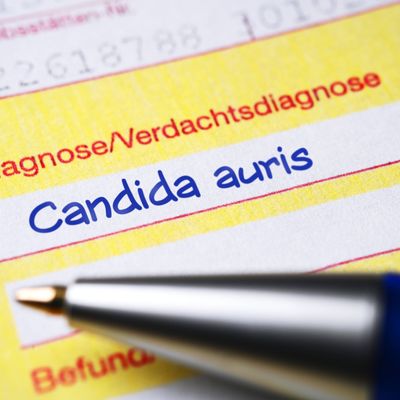 Candida auris