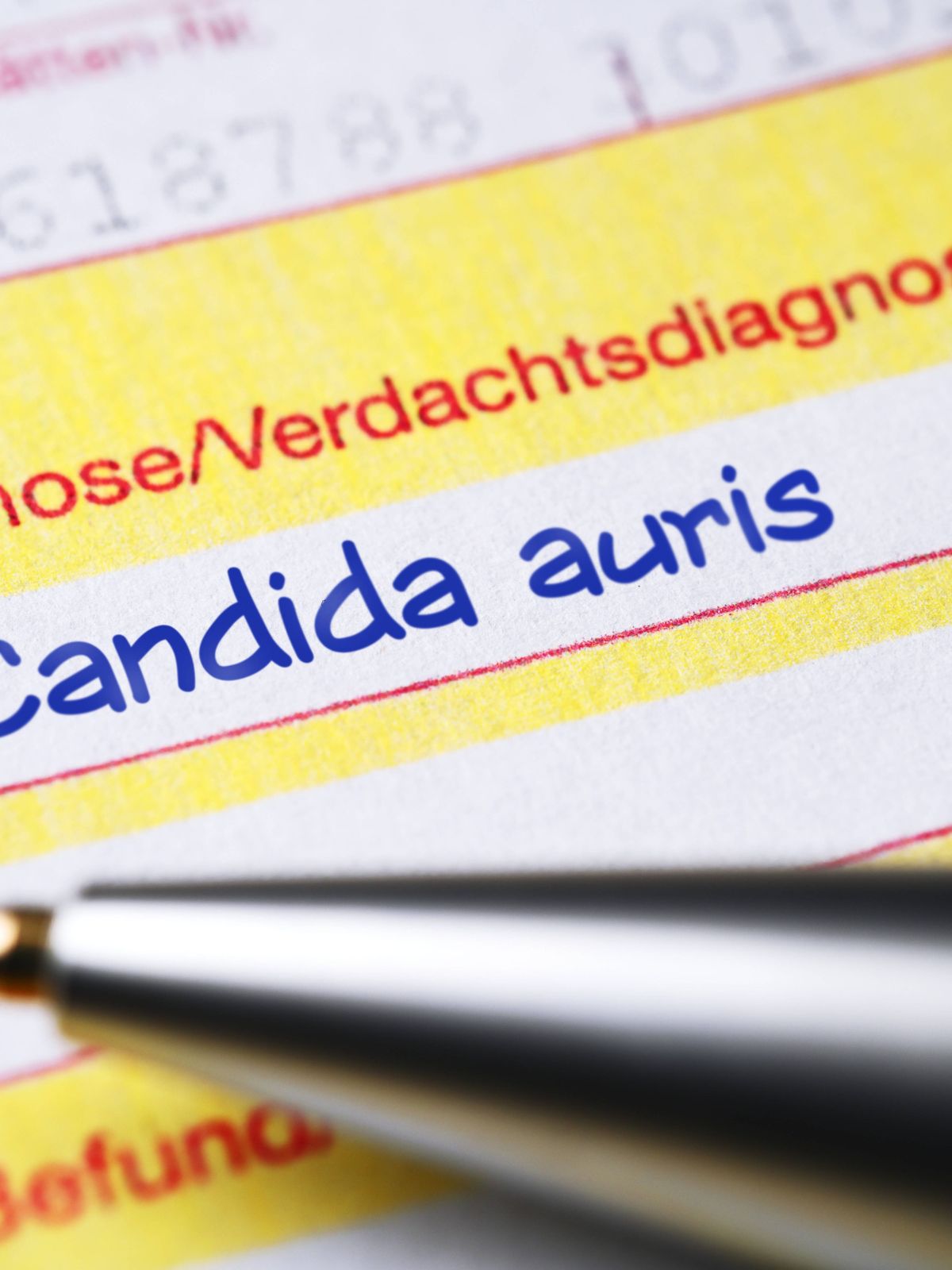 Candida auris