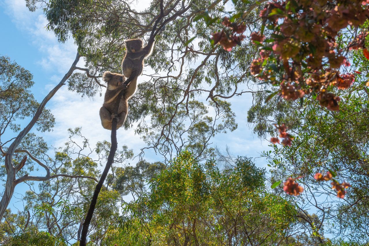 Gemeinsam einsam: Jeder Koala hat sein eigenes Revier. Einzige Ausnahme: Mama und Baby. Aber auch wenn jeder seinen eigenen Baum hat, leben die flauschigen Tiere in einer Gemeinschaft. Sie kommunizieren durch Ruf-Laute, die Grunzen und Bellen ähneln.