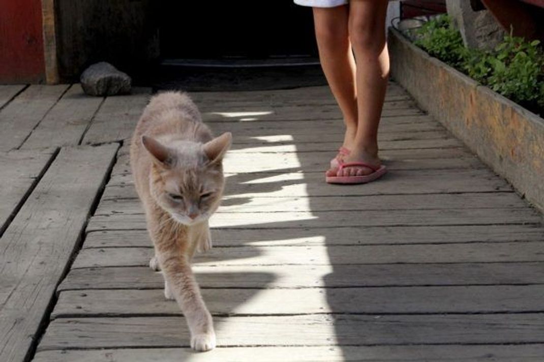 Dürfen wir vorstellen: Ex-"Honorary Feline Mayor" Stubbs.