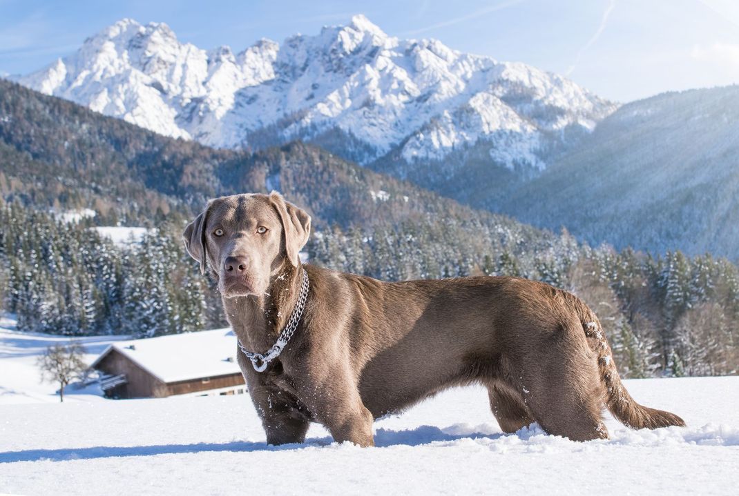 Mit einem großen Ferienhaus, das Sie ganz für sich allein haben, ist der Skiurlaub mit Hund gerettet.
