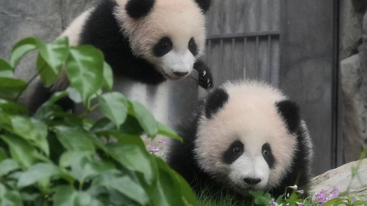 Panda-Babys Hong Kong