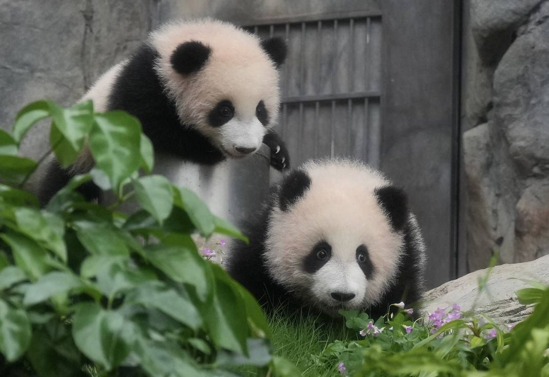 Die Panda-Zwillinge machen jetzt auch das große Gehege unsicher.