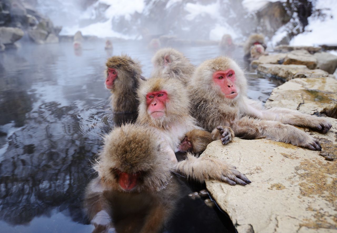 Japanmakaken, auch Schneeaffen genannt, suchen im Winter oft heiße Quellen auf, um zu entspannen. 