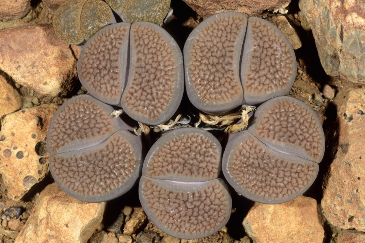 Kaum von Steinen zu unterscheiden: Die "lebenden Steine" (Lithops) wachsen vor allem im südlichen Afrika.