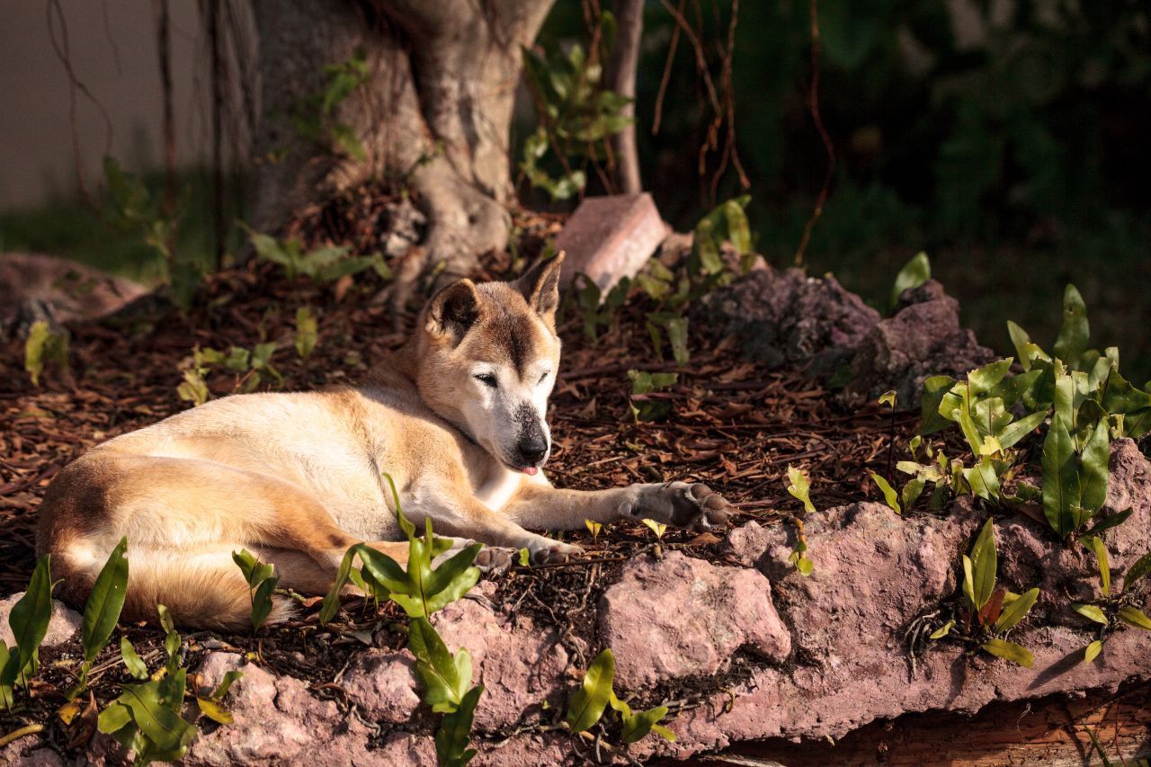 Eigentlich galt der New Guinea Highland Wildhund längst als ausgestorben. Doch 2018 folgten Forscher:innen in Papua Neuguinea Pfoten-Abdrücken am Boden und stießen nach auf ein 15-köpfiges Rudel der Wildhunde. Zuletzt wurde ein New Guinea Highland Wildhund vor 50 Jahren gesichtet. Sie zählen zu den ältesten Hunderassen der Welt. Die Chance auf ihren Fortbestand stehen gut. 