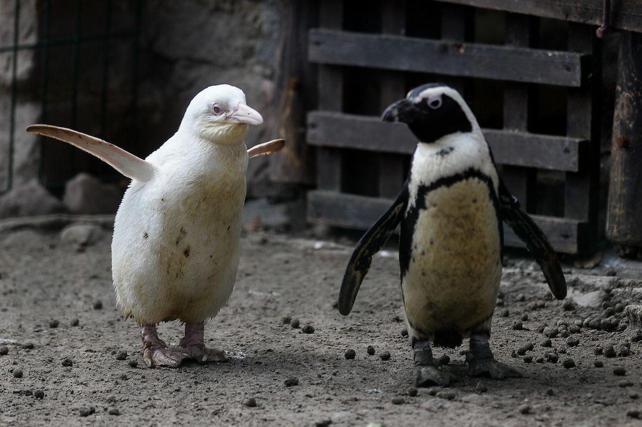 Albino-Pinguin: Dieser kleine Albino wurde letztes Jahr im Danziger Zoo geboren. 