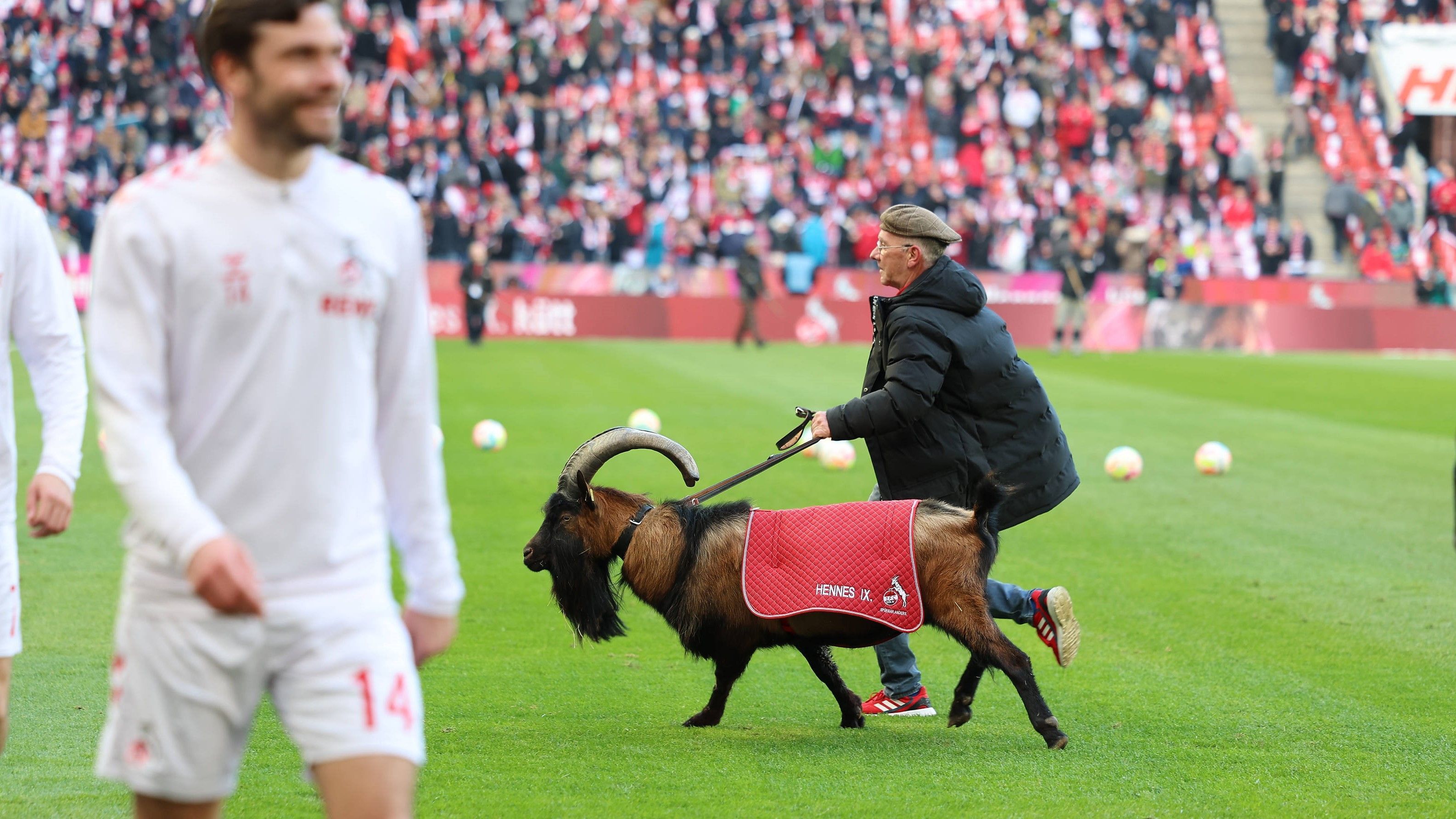 
                <strong>1. FC Köln</strong><br>
                Kaum ein Maskottchen der Bundesliga ist so bekannt und beliebt wie der Geißbock Hennes aus Köln (mittlerweile Hennes IX). Klar, dass der FC Cologne Goats heißen würde.
              