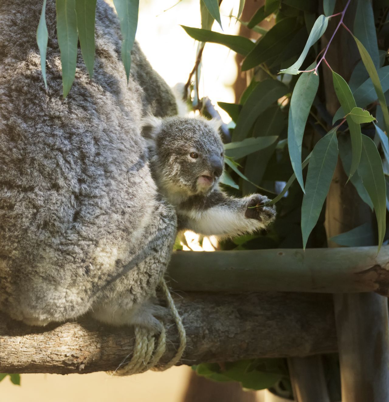 DIY-Geburt: Nach 35 Tagen Tragzeit krabbelt das gerade mal 2 Zentimeter kleine Koala-Baby aus dem Geburtskanal in den Koala-Beutel. Ein großer Schließmuskel sorgt dafür, dass das Kleine nicht rausfällt.