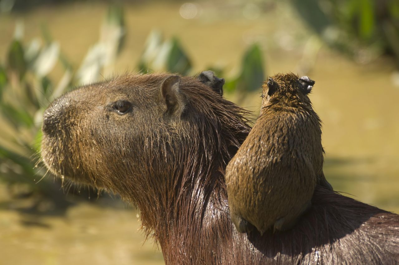 Capybaras paaren sich mehrmals im Jahr. Die meisten Geburten fallen aber in die Regenzeit im April und Mai.