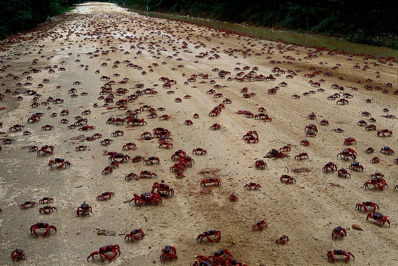 Für ihren Weg vom Regenwald bis zum Meer benötigen die Krabben mehrere Tage.