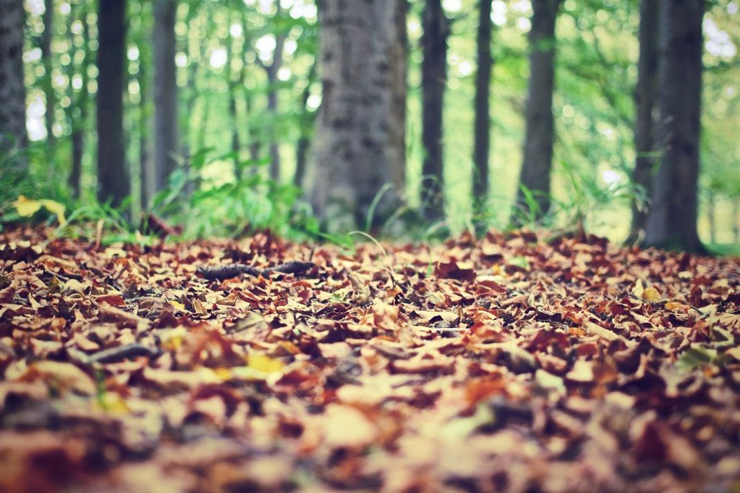 Die Natur macht es vor: Die verrottenden Blätter bieten dem Boden Schutz und Nährstoffe.