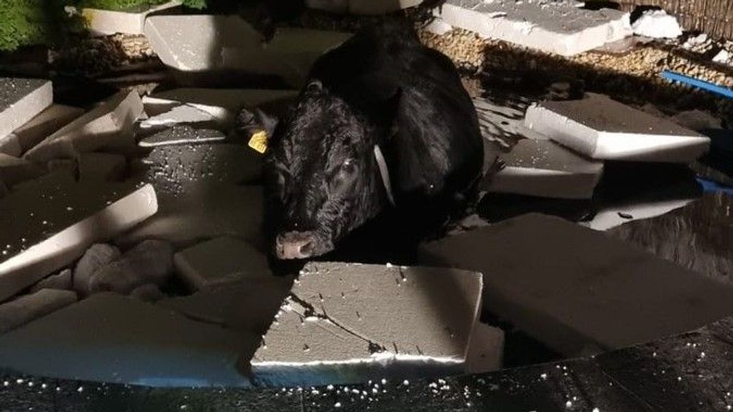 In Thüringen ist eine Kuh in einen Pool eingebrochen.