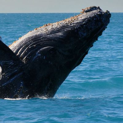 humpback whale in Abrolhos