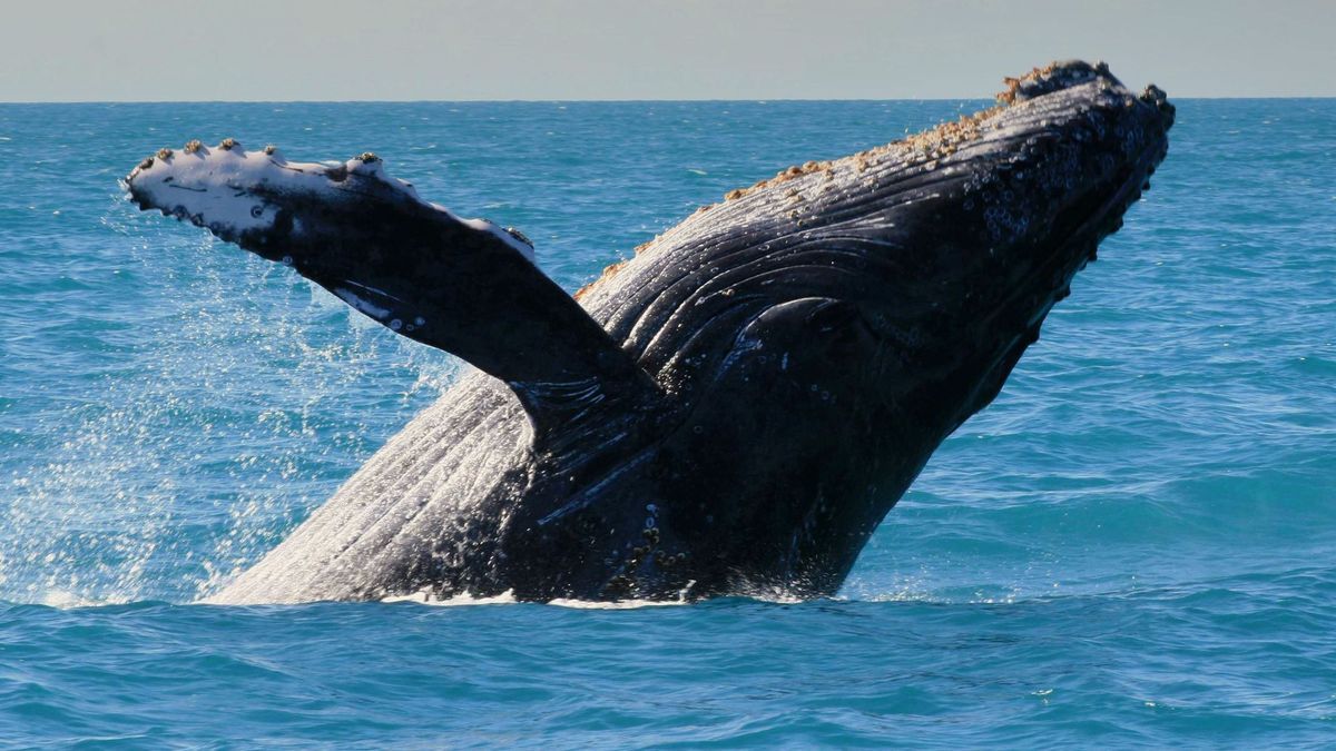 humpback whale in Abrolhos
