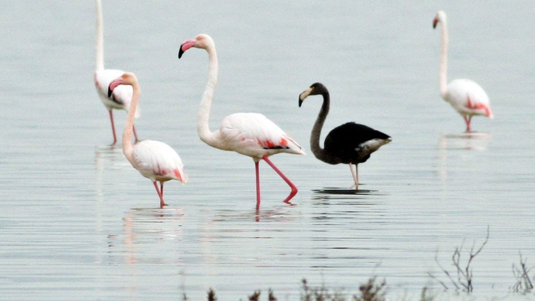 Schwarz ist das neue Pink! Der dunkle Flamingo ist mit seinem Melanismus eine tierische Seltenheit. Er wurde 2015 auf Zypern gesichtet.
