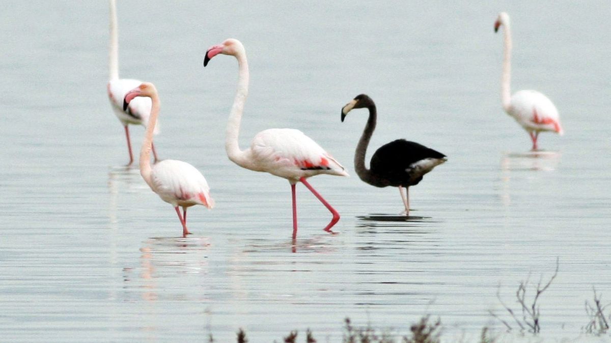 Finde den Fehler! Der schwarze Flamingo ist mit seinem Melanismus eine tierische Seltenheit. Er wurde 2015 auf Zypern gesichtet.