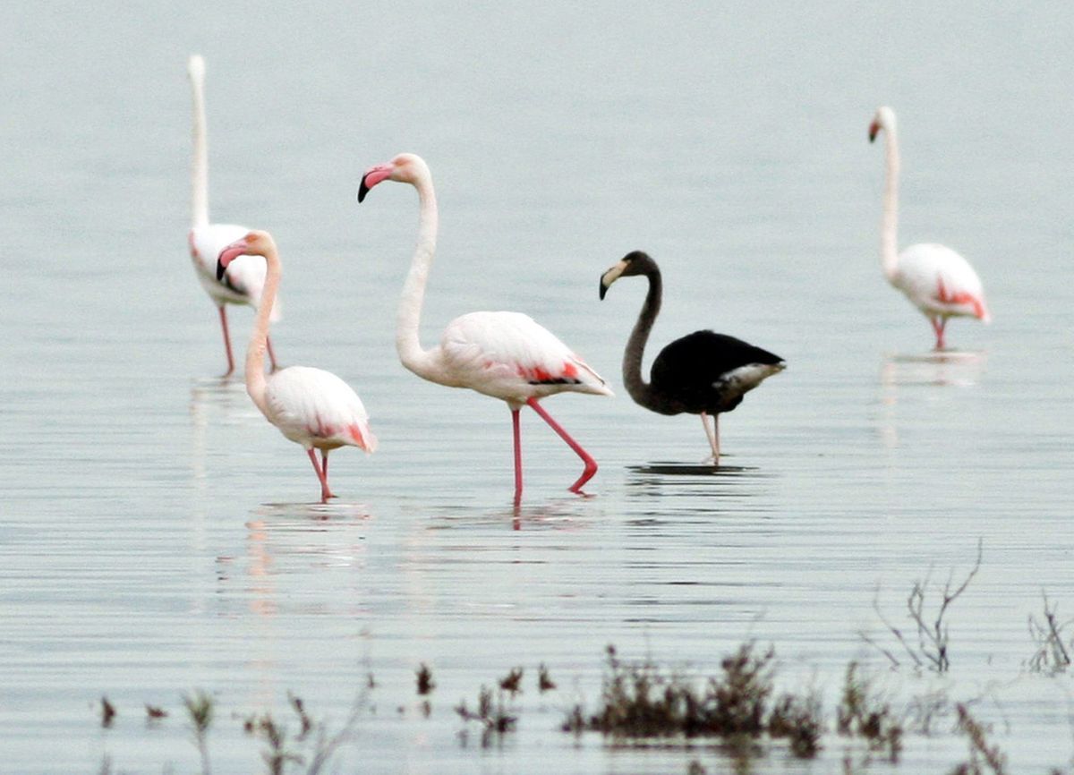 Finde den Fehler! Der schwarze Flamingo ist mit seinem Melanismus eine tierische Seltenheit. Er wurde 2015 auf Zypern gesichtet.