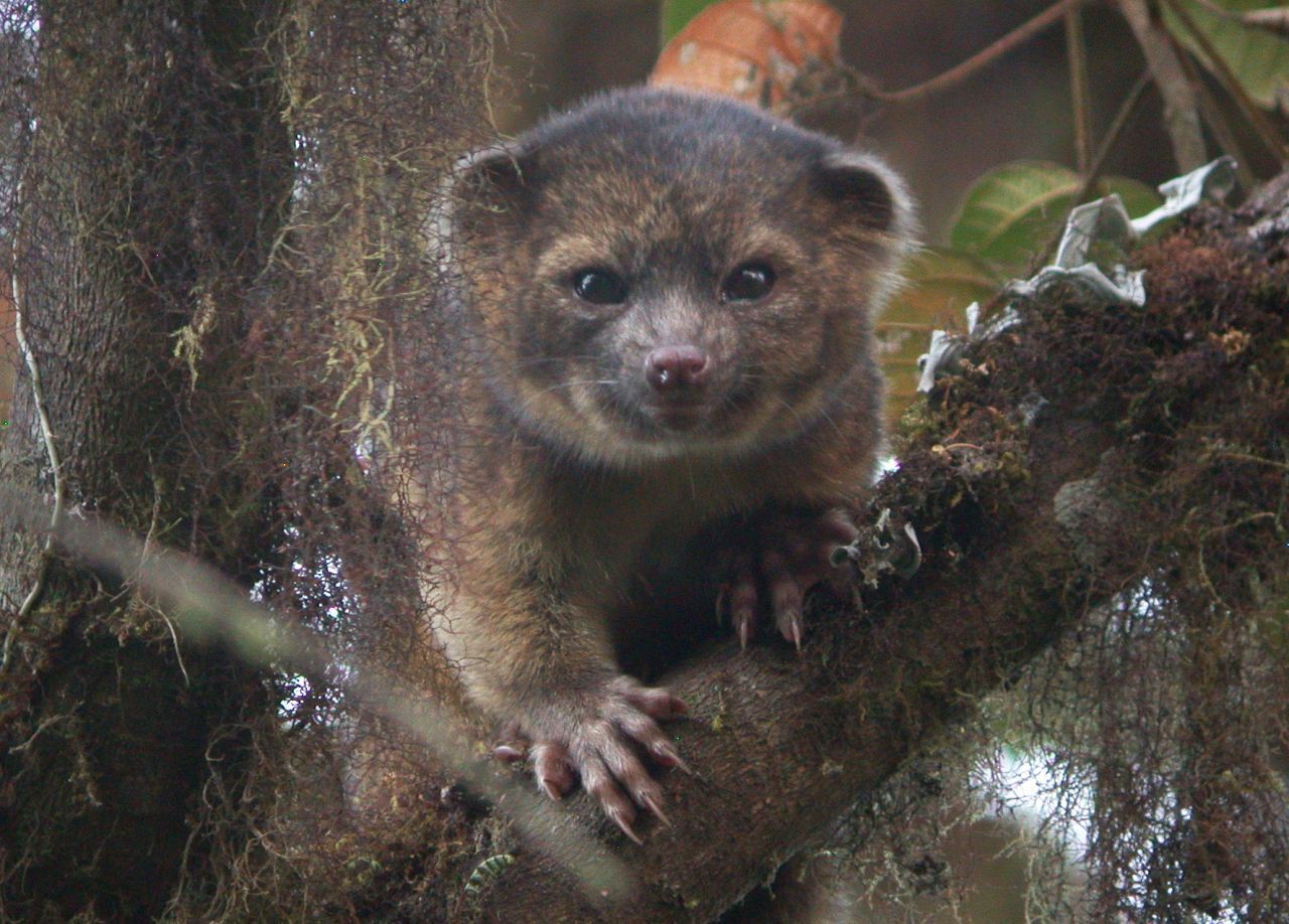 Erstmals nach 35 Jahren wurde in der westlichen Hemisphäre ein neues Raubtier entdeckt - hieß es 2013 im Fachmagazin "ZooKeys". Der Olinguito aus der Gattung der Makibären lebt in den Nebelwäldern der Anden in Ecuador und Kolumbien. Er ist nachtaktiv, kommt nur selten von den Bäumen herunter und verspeist vor allem Früchte. Das Kuriose: Identifiziert hatten Biologen und Biologinnen den Kleinbär zunächst anhand von Museums-Exp