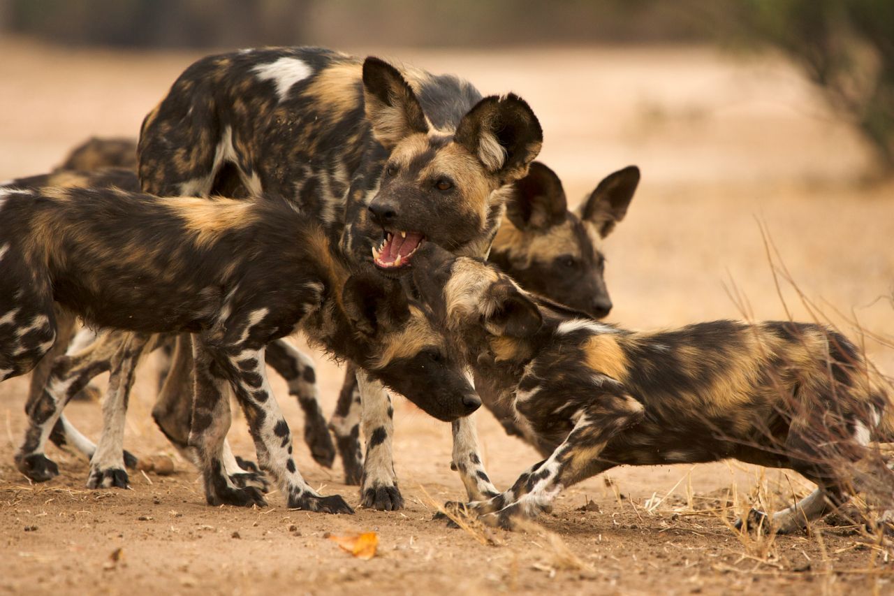 Afrikanische Wildhunde stimmen über Niesen ab, ob sie gemeinsam auf die Jagd gehen. Niesen ist für sie eine Form der Kommunikation.