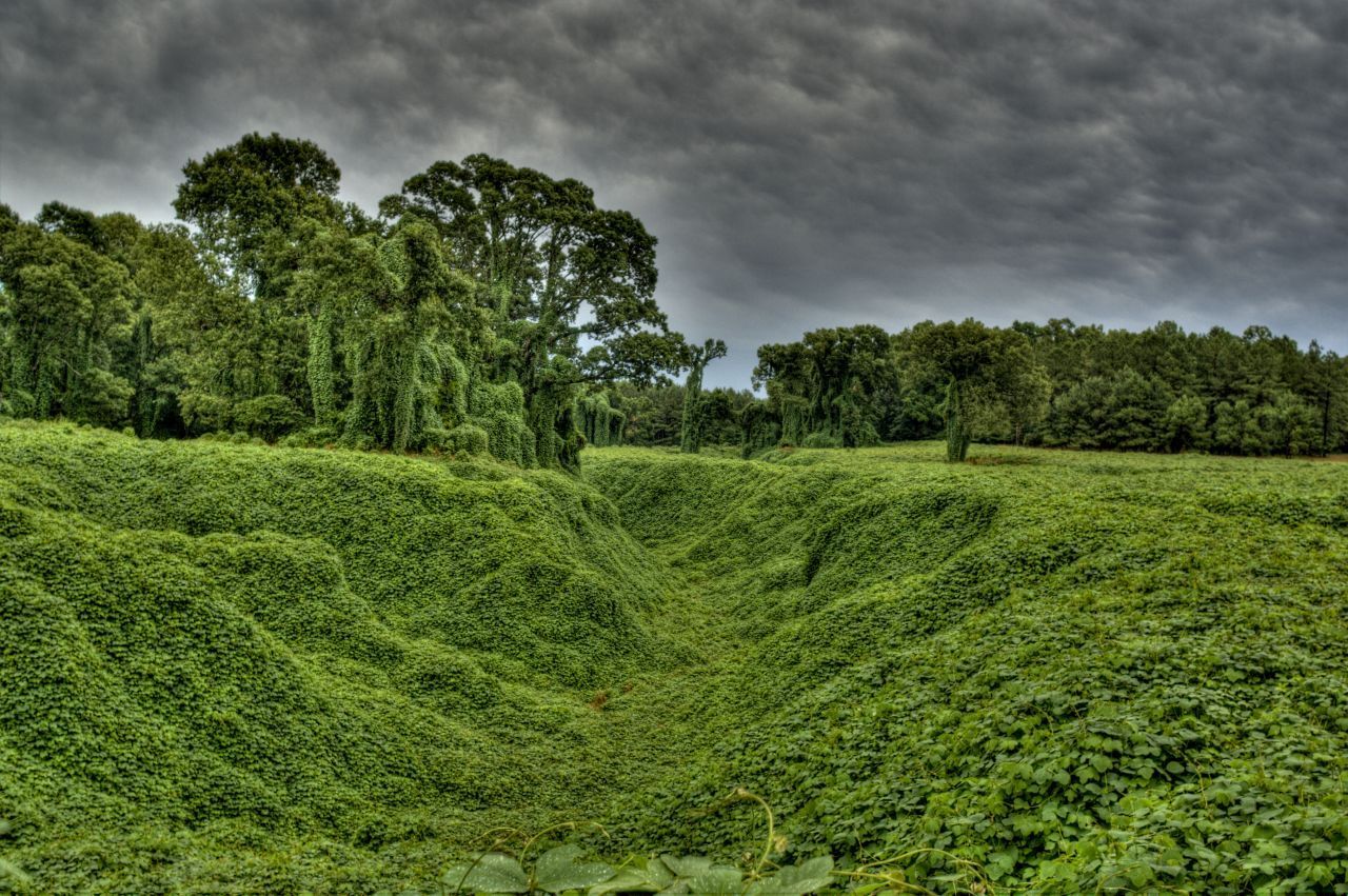 Da siehst du den Wald vor lauter Kuzu nicht mehr! Die Kletterpflanze gehört zu den am schellsten wachsenden Pflanzen der Welt - denn sie wächst bis zu 20 Meter im Jahr!