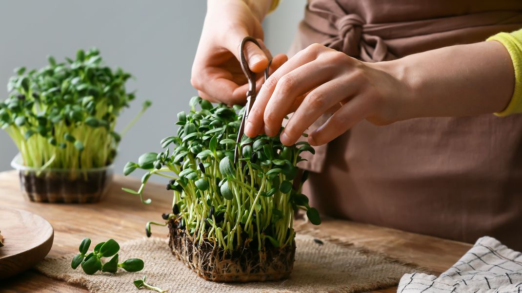 Microgreens kannst du ganz einfach auch ohne Balkon, bei dir auf der Fensterbank anbauen.