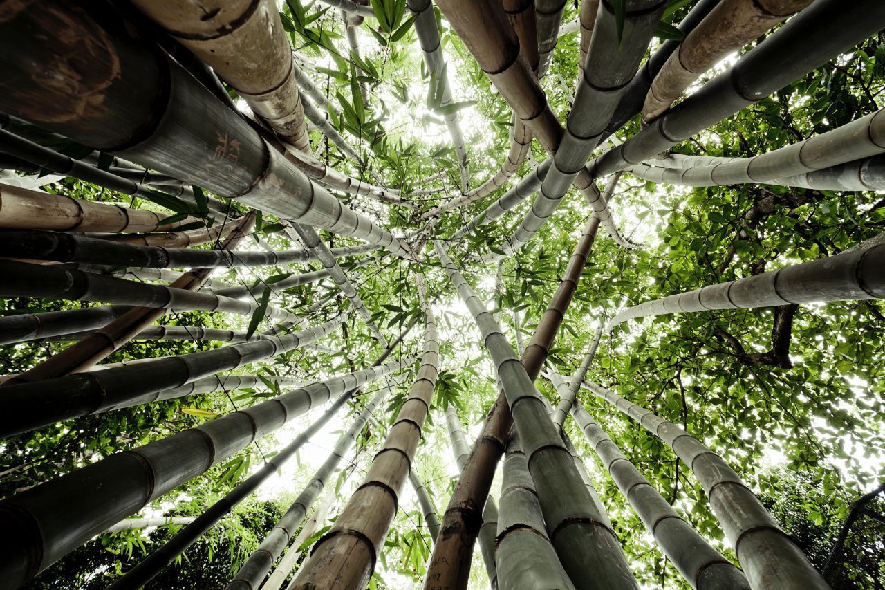 Bambus So gut ist die Alternative zu Holz und Plastik