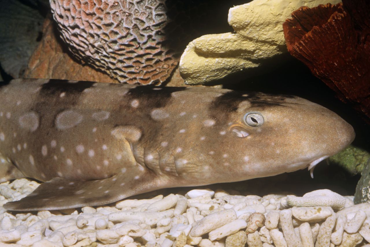 Haie: Im Aquarium in Karlsruhe schwimmen durch Jungfernzeugung entstandene Nachkommen des Bambushai-Weibchens Mariechen. Auch hier brachte eine DNA-Untersuchung Gewissheit. Mariechen legte bei der Parthenogenese weniger Eier als normal ab, und einige Jungtiere starben.  Auch bei Hammerhaien oder den verwandten Rochen ist das Phänomen bekannt. 