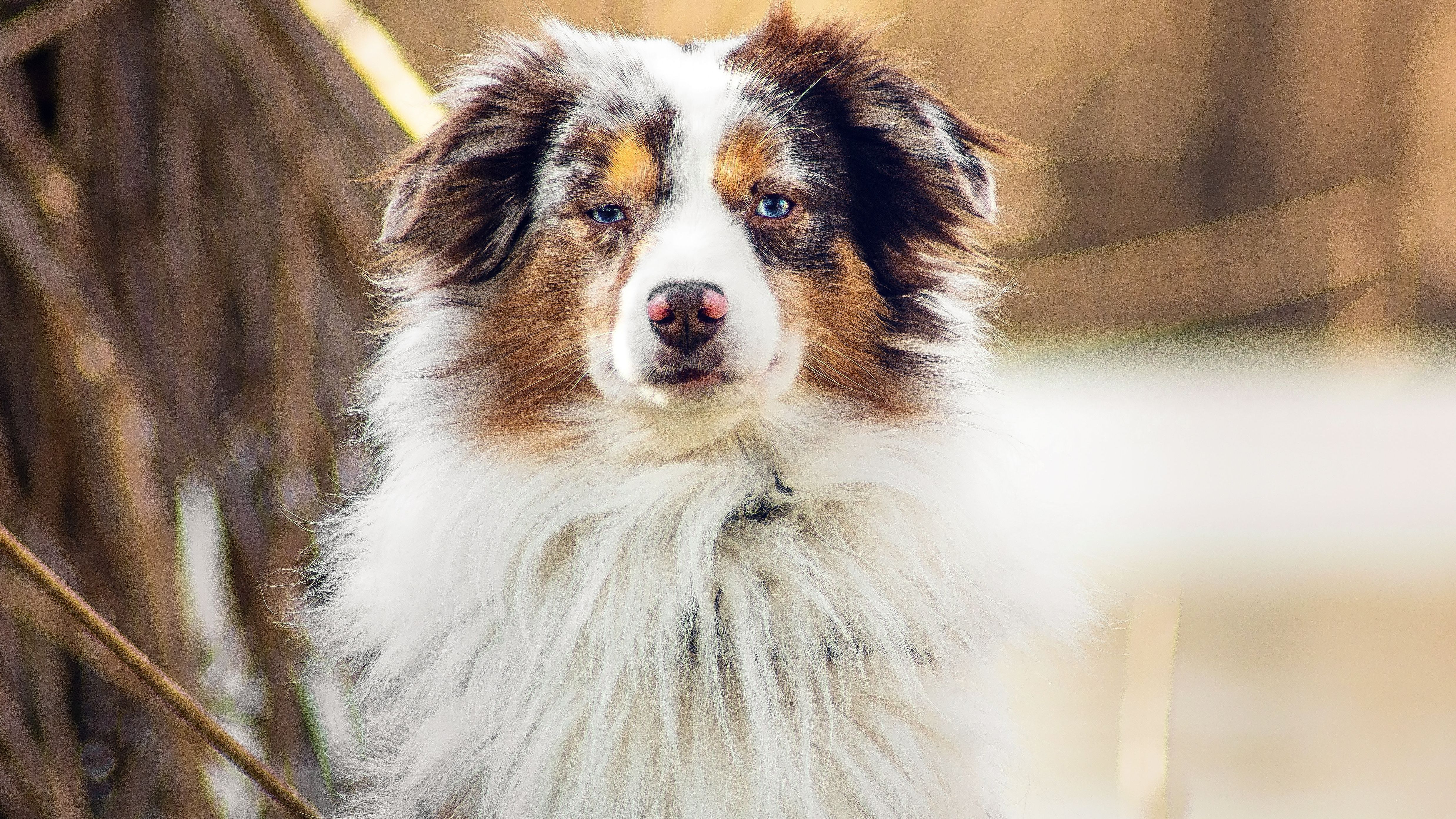 Temperamentvoll und intelligent: Das ist der Mini-Aussie