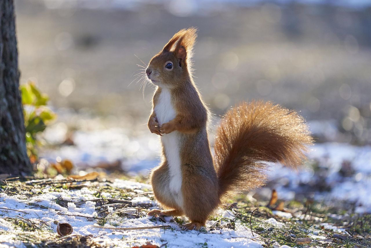 Eichhörnchen: Da sie keinen Winterschlaf, sondern Winterruhe halten, müssen Eichhörnchen tatsächlich regelmäßig für ein paar Stunden aus ihrem Nest und fressen. Allerdings legen sich selbst gut Vorräte an. Wichtig ist, dass die Futterstelle katzensicher angebracht ist. Was Eichhörnchen wirklich hilft, ist eine Schale Trinkwasser. 