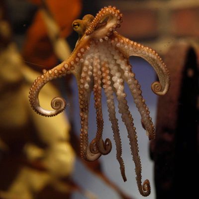 Kraken kündigen mögliche weltweite Katastrophe an