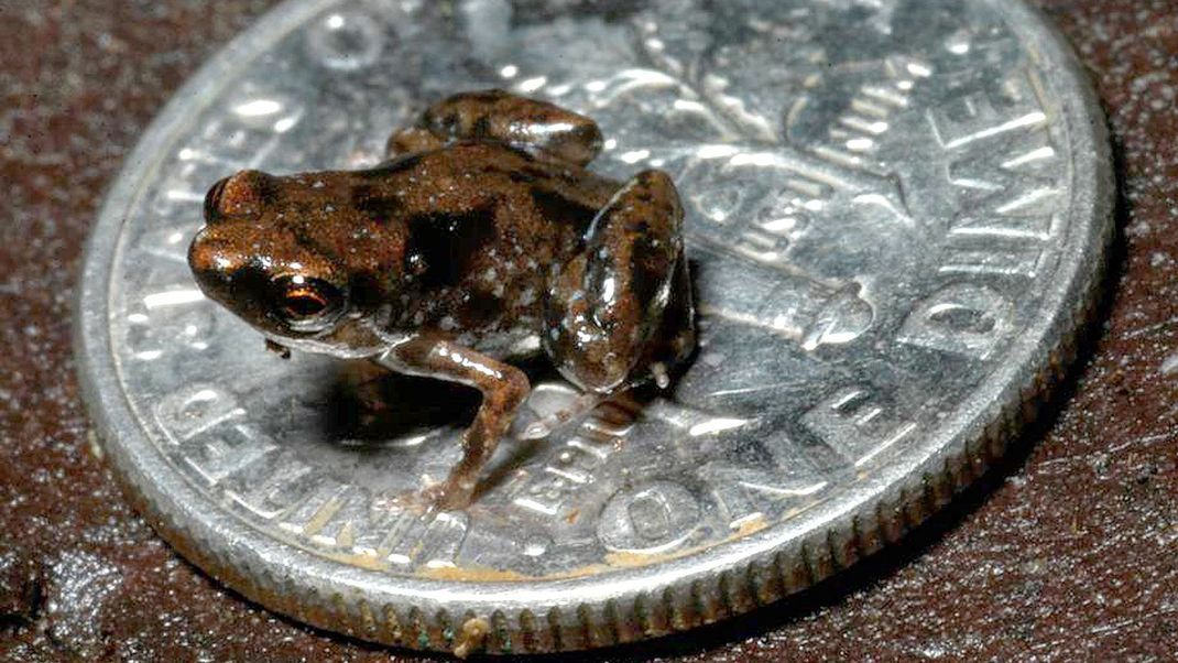 Der winzige Engmaulfrosch Paedophryne amauensis ist das kleinste Wirbeltier der Welt.