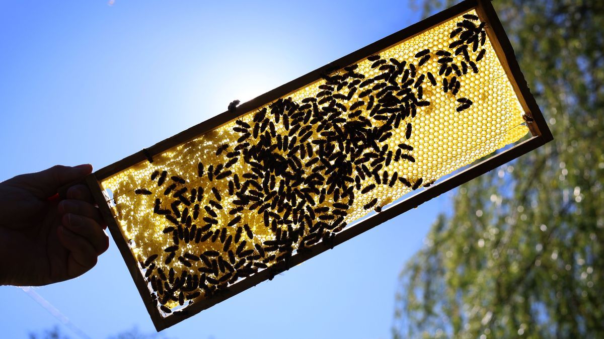 Simon Nuschele, Imker in der Erlebnisimkerei Seeg im Ostallgäu, hält eine Halbwabe auf der Bienen sitzen.