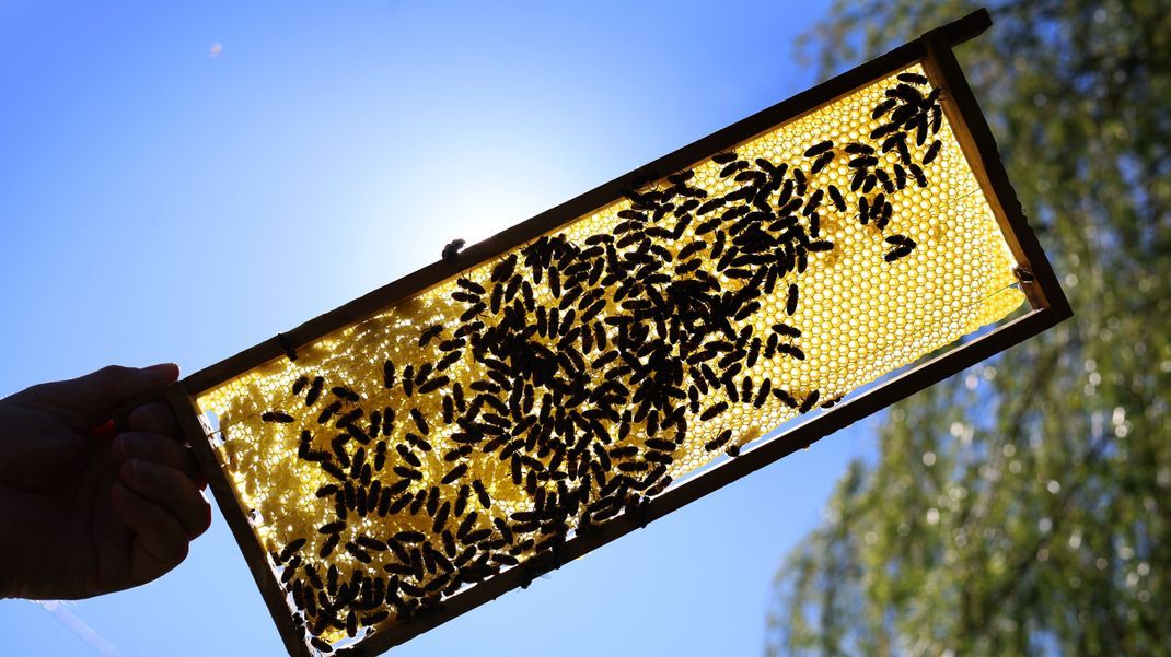 Eine Halbwabe auf der Bienen sitzen.