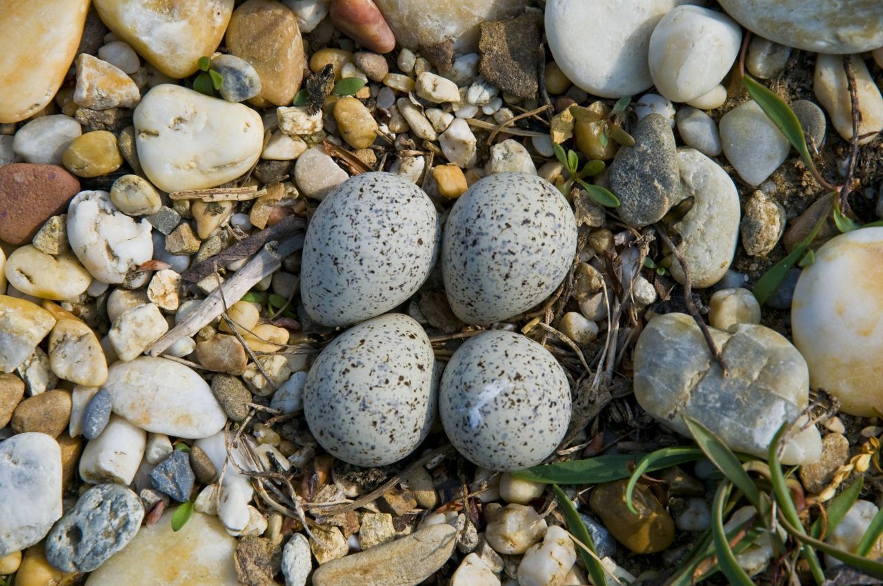 Tarn-Ei: Diese Eier sind perfekt getarnt. Der Flussregenpfeifer, von dem diese Eier stammen, ist ein Bodenbrüter. Er legt seine Eier in der Nähe von Seen und Flüssen in Bodenmulden. 