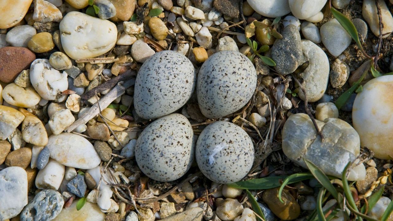 Tarn-Ei: Diese Eier sind perfekt getarnt. Der Flussregenpfeifer, von dem diese Eier stammen, ist ein Bodenbrüter. Er legt seine Eier in der Nähe von Seen und Flüssen in Bodenmulden.