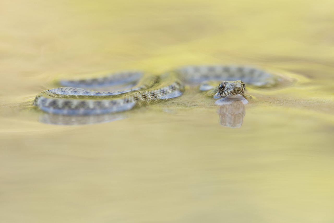 Als Fischfresserin ist die Würfelnatter stark ans Nasse gebunden: Ihrer Beute lauert sie oft stundenlang im Wasser auf, meist ragen dann nur ihre Nasen-Öffnungen und ihre Augen über die Oberfläche. Allerdings machen ihr unter anderem die Verbauung von Flüssen und Flusslandschaften sowie die Freizeit-Nutzung von Fließgewässern das Leben schwer. In Deutschland existieren lediglich noch drei ursprüngliche Populationen. Sie sind 