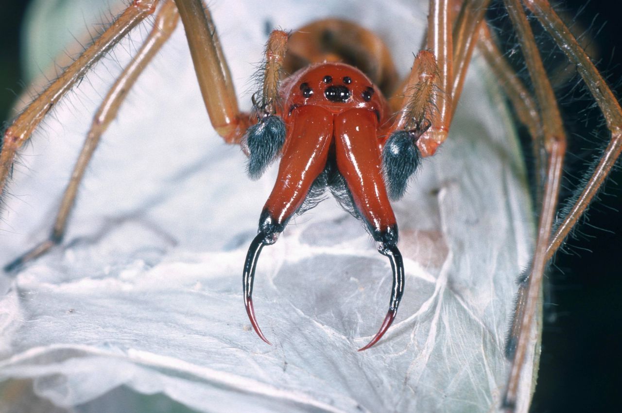 Pfui Spinne - ihr möchtest du nicht mal im Hellen begegnen. Am wahrscheinlichsten ist das im hohen Gras, auf Waldlichtungen oder an Wegrändern. 